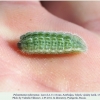 polyommatus rjabovi talysh larva4a